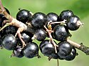 Black currant fruit.jpg