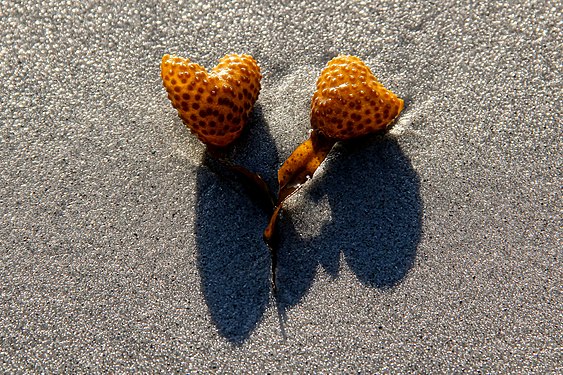 Bladder wrack on beach of Baltic Sea late afternoon