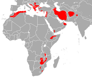 Alcance del murciélago de herradura Blasius