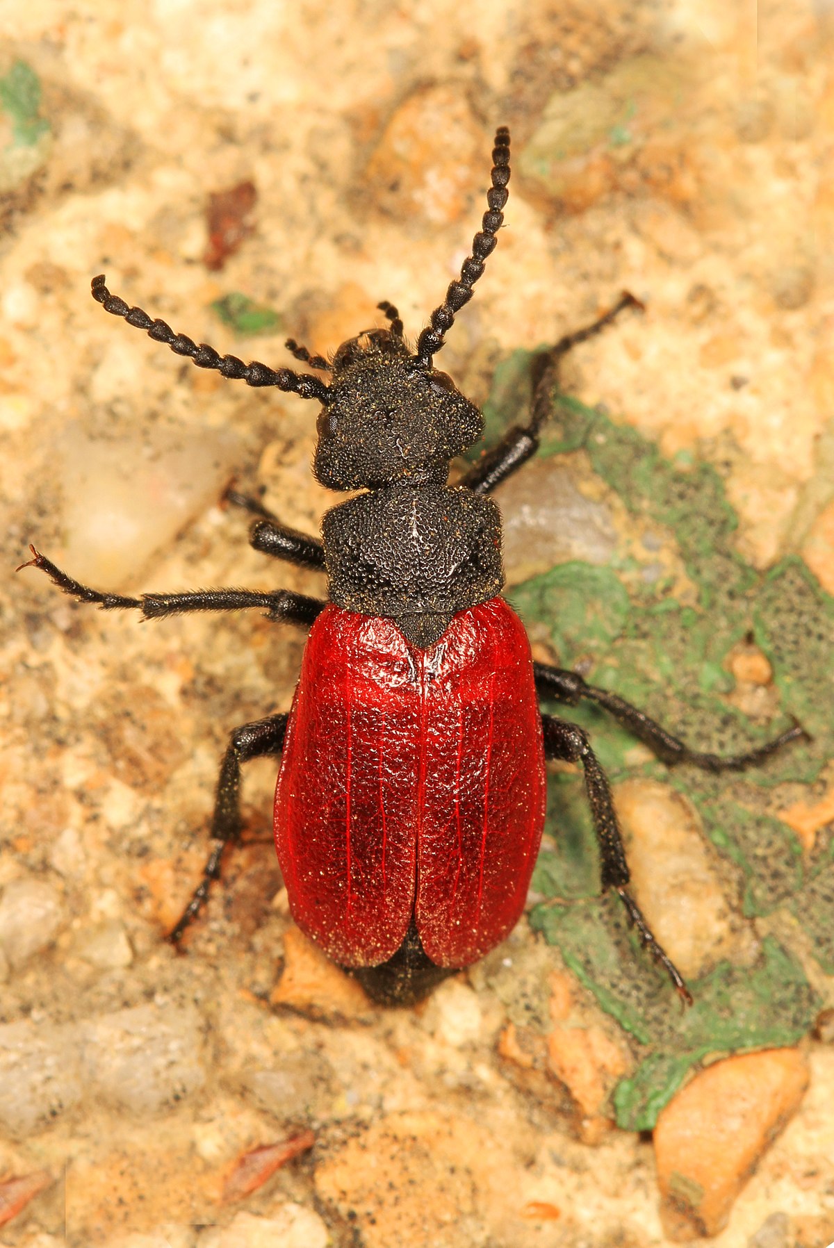 File:Blister Beetle - Tricrania sanguinipennis, Woodbridge, Virginia -  17017513298.jpg - Wikipedia