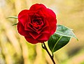 * Nomination Flower of a Camellia x williamsii 'Roger Hall. Focus stack of 15 photos. Focus stack of 11 photos. --Agnes Monkelbaan 04:24, 26 May 2021 (UTC) * Promotion  Support Good quality -- Johann Jaritz 04:28, 26 May 2021 (UTC)