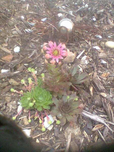 File:Blooming hen and chicks.jpg