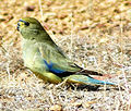 Blue-winged Parrot.jpg