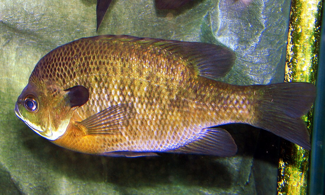 File:Bluegill (Lepomis macrochirus).jpg