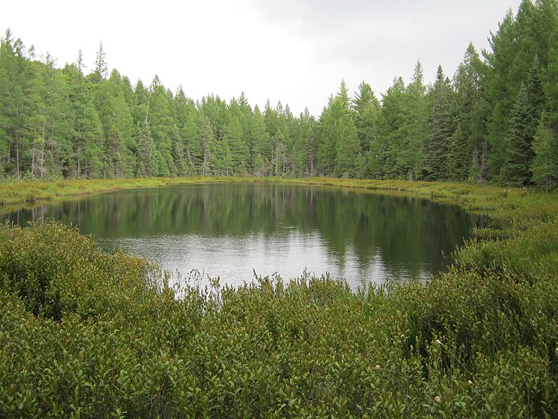 File:Bog pool - panoramio (1).jpg