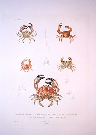 <span class="mw-page-title-main">Domeciidae</span> Family of crabs