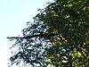 A Boomslang in typical habitat