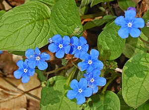 Spring umbilical nuts (Omphalodes verna)