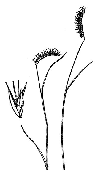 <i>Bouteloua simplex</i> Perennial grass native to North America