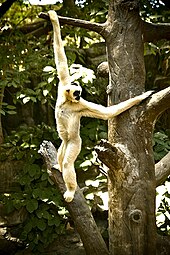 Gibbons are very good brachiators because their elongated limbs enable them to easily swing and grasp on to branches. Brachiating Gibbon (Some rights reserved).jpg