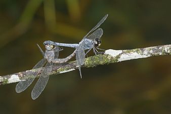 Little Blue Marsh Hawk Brachydiplax sobrina mating pair