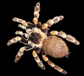 Mexican Red Knee tarantula (Brachypelma sp), a...