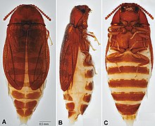 Adult female of Brachypsectra cleidecostae in various views Brachypsectra cleidecostae adult female (cropped).jpg