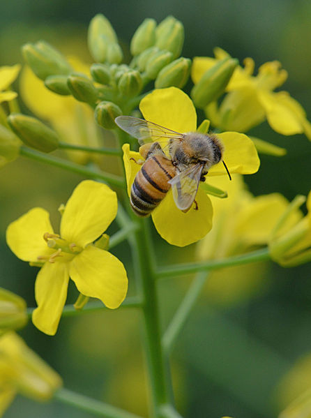 File:Brassica napus Apis mellifera, koolzaad bij (12)bewerkt.jpg