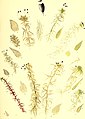 British mosses, their homes, aspects, structure and uses. With a coloured figure of each species etched from nature (1874) (20230335048).jpg