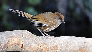 Brown-capped laughingthrush Species of bird