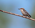 Thumbnail for File:Brown-headed Nuthatch (11257222275).jpg