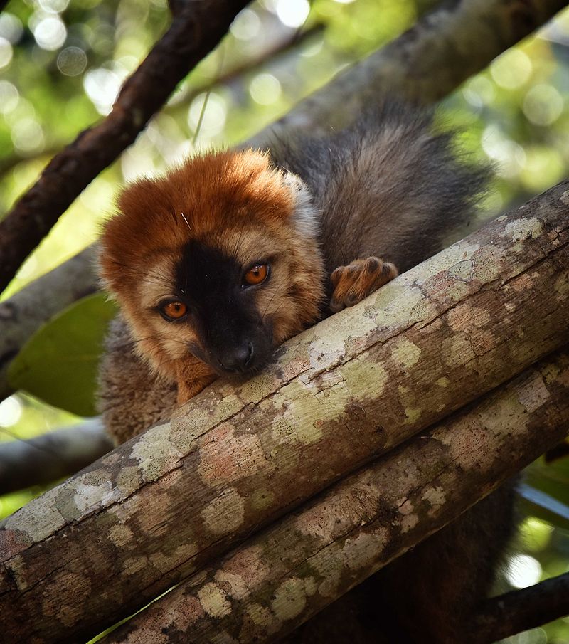 Brown Lemur, Madagascar (21595603679).jpg