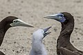 * Nomination Brown booby (Sula leucogaster plotus) female, juvenile, male --Charlesjsharp 10:10, 23 January 2024 (UTC) * Promotion  Support Good quality. --Plozessor 11:07, 23 January 2024 (UTC)