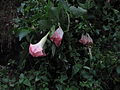 Brugmansia suaveolens commonly seen in Kodagu