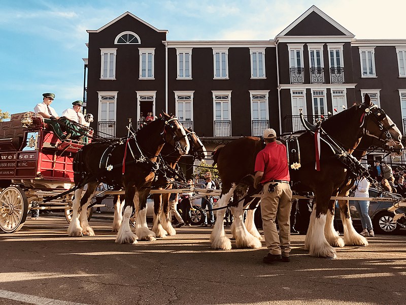 File:Budweiser Clydesdales.jpg