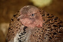 BuffCrestedBustard LophotisGindiana2.jpg