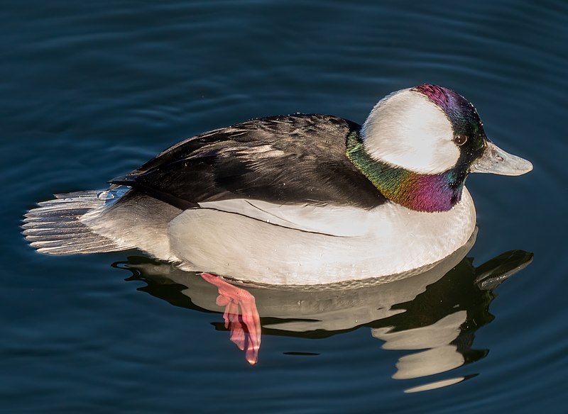 File:Bufflehead male in CP (53020).jpg