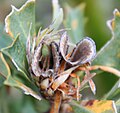 Mature follicles, open, seed shed