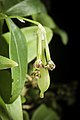 Bulbophyllum physometrum