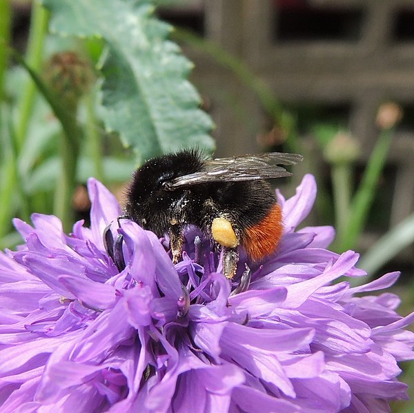 File:Bumblebee (Bombus lapidarius), Sandy, Bedfordshire (9166879825).jpg