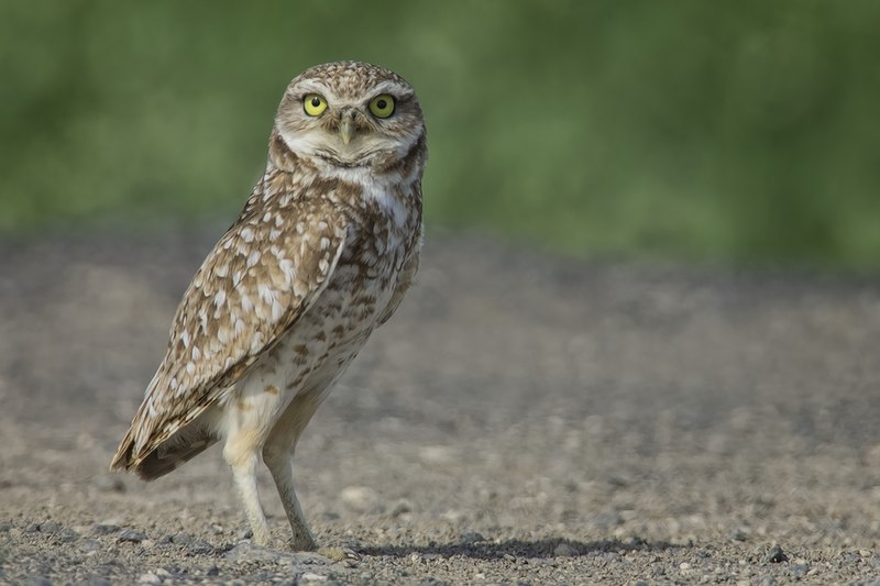 File:Burrowing Owl (Washington).jpg