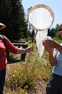 A butterfly net being used in the field Butterfly net (6067594479).jpg