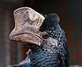 * Nomination Black-and-white-casqued hornbill (Bycanistes subcylindricus), Animal and bird park Forst --Llez 06:21, 17 July 2022 (UTC) * Promotion  Support Good quality. --Ermell 12:53, 19 July 2022 (UTC)