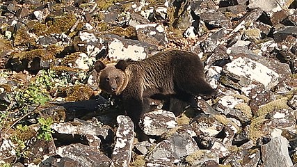 Brown bear