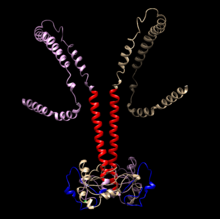 CCDC188 Homodimer Structure CCDC188 Homodimer.png