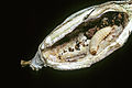 CSIRO ScienceImage 11187 Larval stage of Alucita moth.jpg