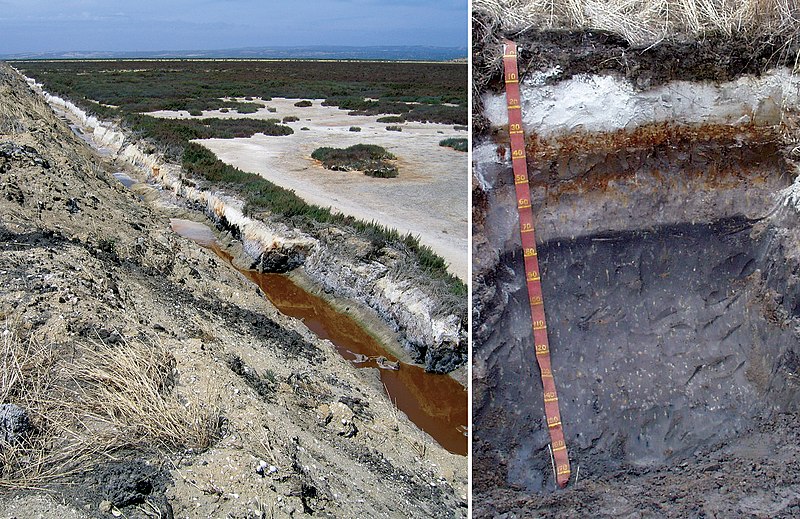 File:CSIRO ScienceImage 2512 Bleachedsodic Sulfuric Hypersalic Hydrosol soil profile near Gillman South Australia.jpg