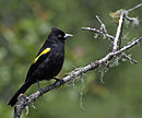 aves De Argentina