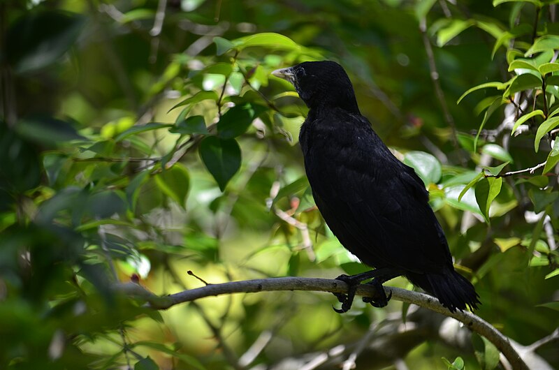 File:Cacicus haemorrhous, Gamboa, Bahia, Brazil (12443261365).jpg