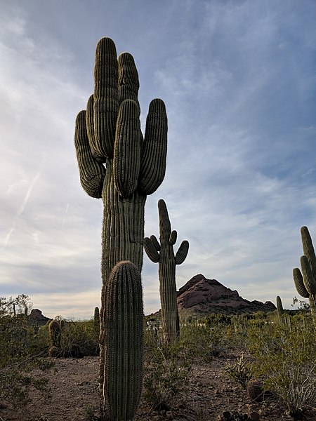 File:Cacti in Desert.jpg