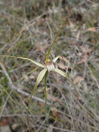 <i>Caladenia christineae</i> Species of orchid