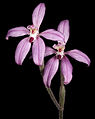 Caladenia reptans