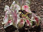 Caladium 'Summer Breeze' Leaves.JPG