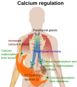 Calcium regulation.svg