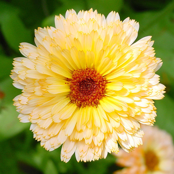 File:Calendula E.JPG