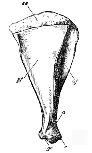 <span class="mw-page-title-main">Scapulimancy</span> Practice of divination by use of scapulae