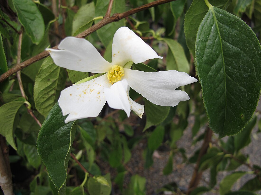 Camellia grijsii