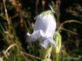 Campanule barbue, corolle en cloche