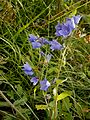 Campanula rhomboidalis