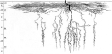 Cannabis sativa radix profile.png